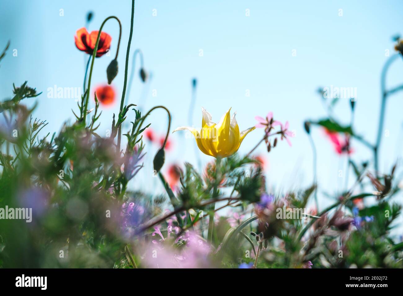 Tulipe jaune sauvage en gros plan avec des coquelicots rouges et d'autres fleurs printanières contre un ciel bleu. Banque D'Images