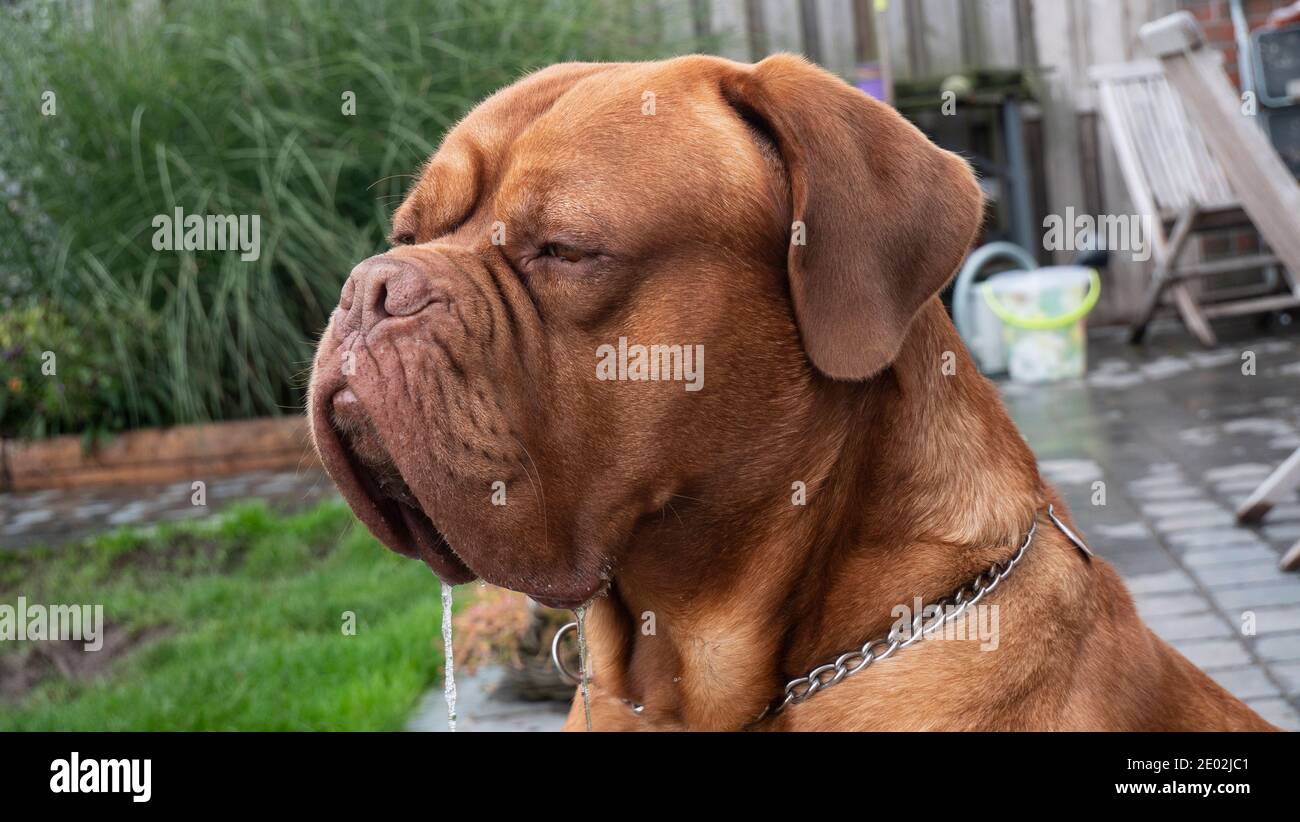 portrait photo de grand chien brun bullmastiff qui est drooling Banque D'Images