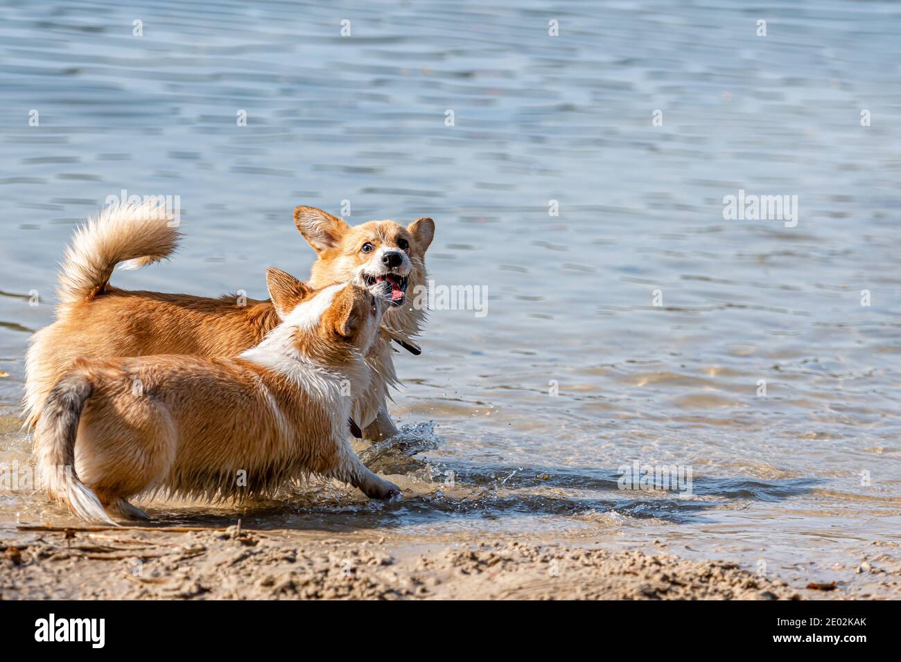 Plusieurs heureux Gallois Corgi Pembroke chiens jouant et sautant dedans l'eau sur la plage de sable Banque D'Images
