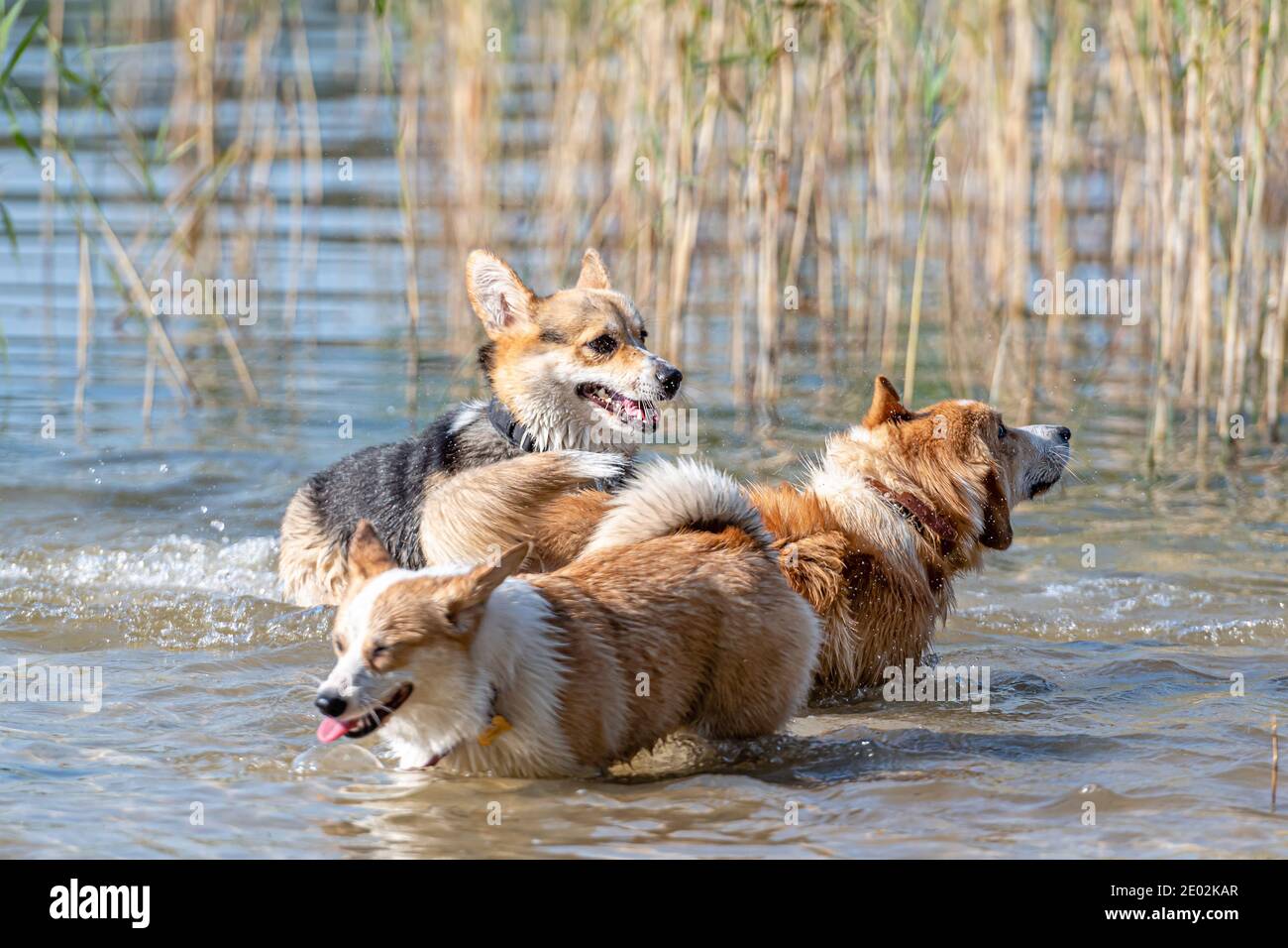 Plusieurs chiens Corgi gallois heureux jouant et sautant dans le l'eau sur la plage de sable Banque D'Images