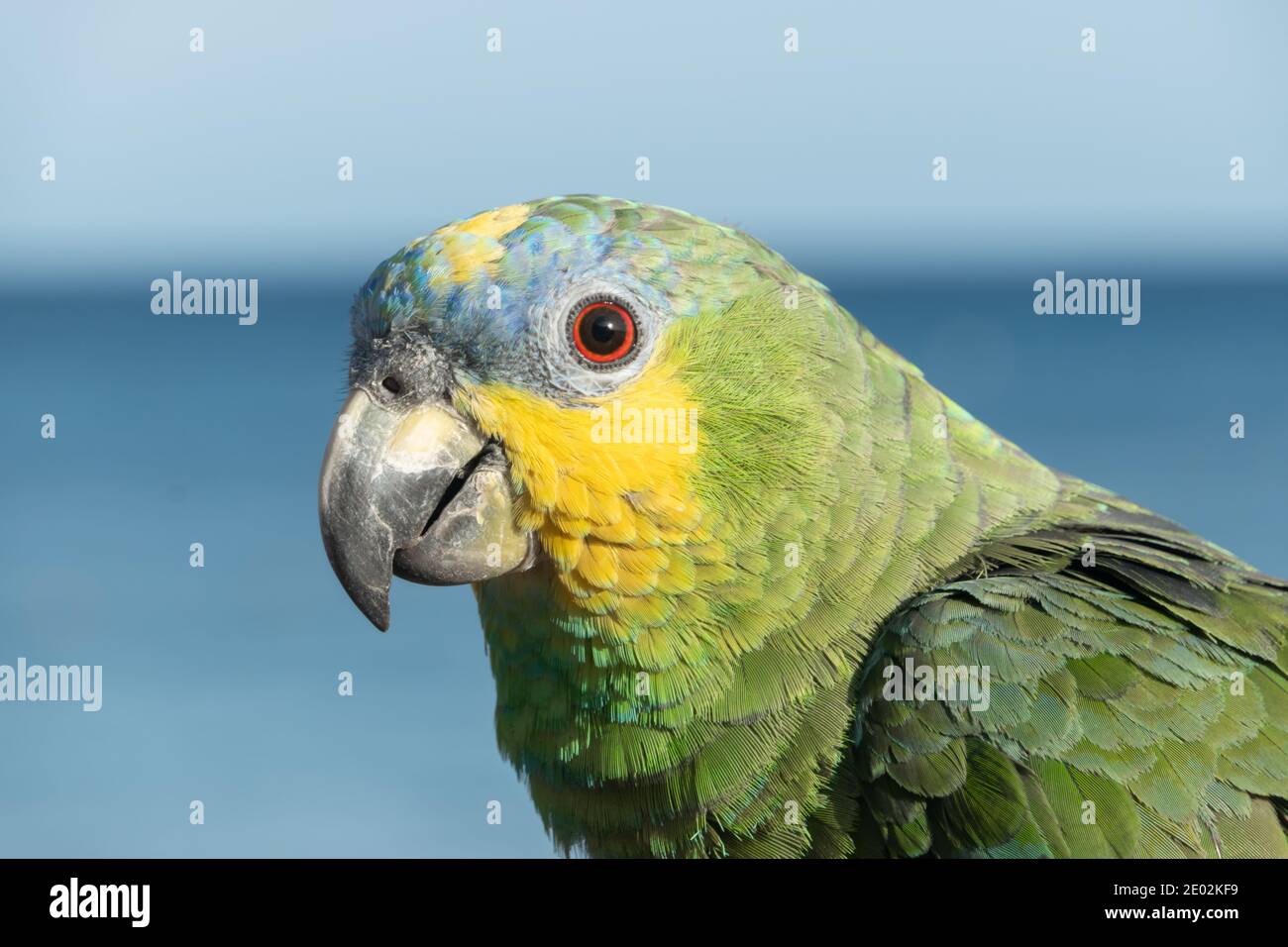 Perroquet multicolore sur roche volcanique, en face de la mer sur playa blanca, Lanzarote, îles Canaries, Espagne. Banque D'Images