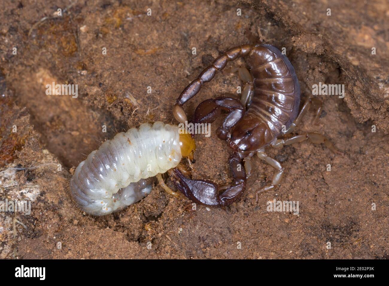 Skorpion, mit Beute, Hat einen Engeling, Käferlarve erbeutet, Euscorpius spec., Euscorpius, scorpion, Kroatien, Croatie Banque D'Images