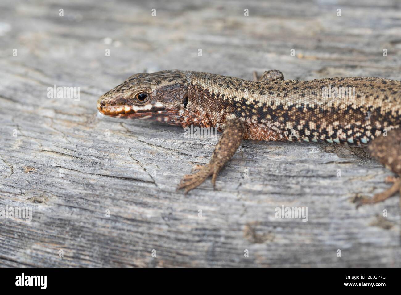 Lezard Banque D Image Et Photos Alamy