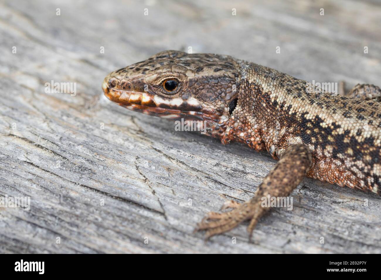 Mauereidechse, Mauer-Eidechse, Podarcis muralis Lacerta muralis, lézard des murailles, lézard des murailles, lézard des murailles, le lézard des murailles, Öste Banque D'Images