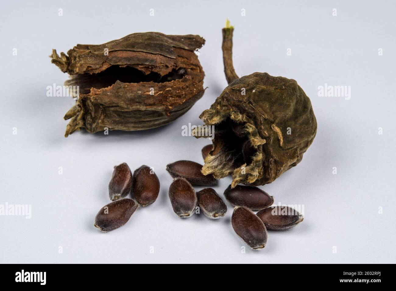 Graines et graines de Calycanthus chinensis Banque D'Images