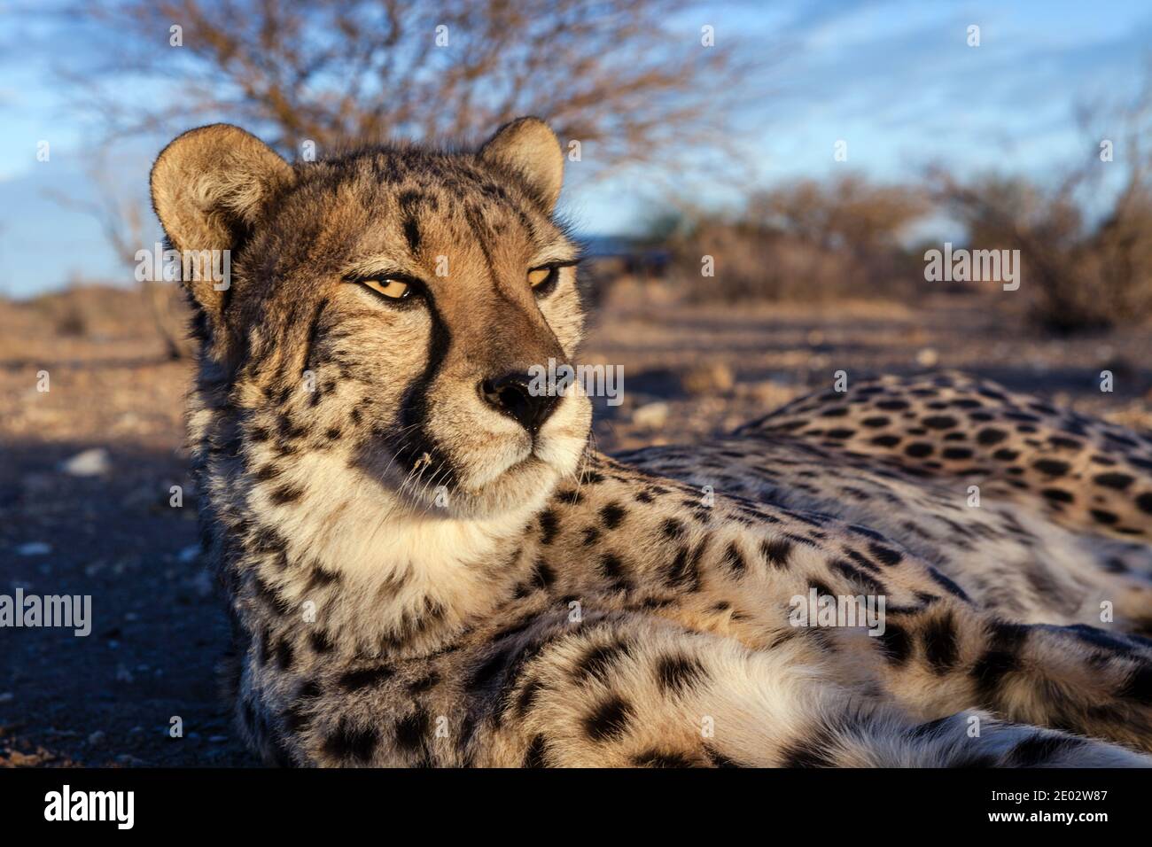 Cheetah, Acinonyx jubatus, bassin de Kalahari, Namibie Banque D'Images
