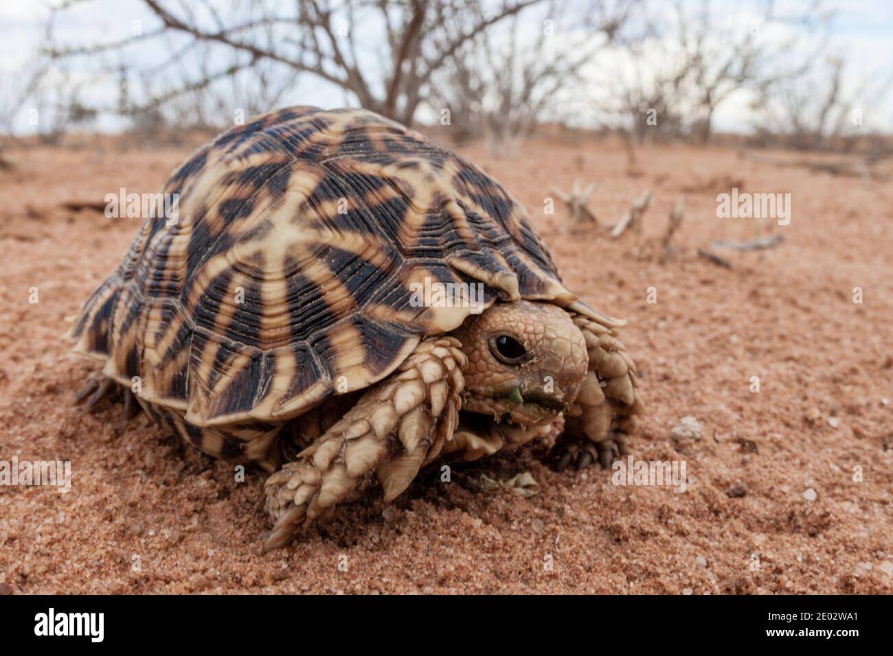 Kalahari Tent Tortue, Psammobates oculifer, bassin de Kalahari, Namibie Banque D'Images