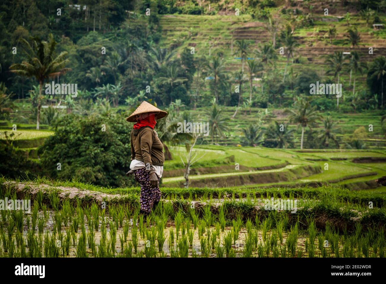 Une vieille femme travaillant dans les rizières de Bali Banque D'Images