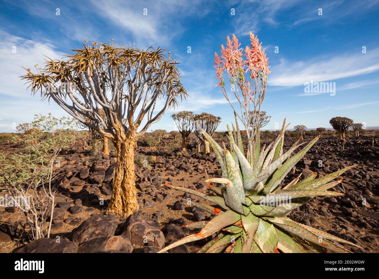 Agave dans la forêt de Quivertree, Aloidendron dichotomum, Keetmanshoop, Namibie Banque D'Images