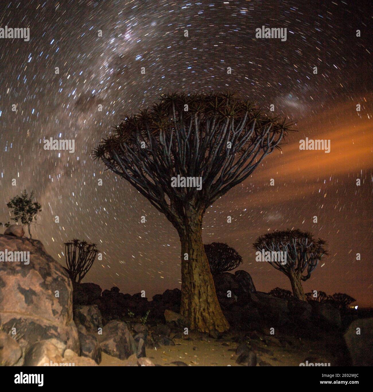 Milky Way au-dessus de la forêt de Quivertree la nuit, Aloidendron dichotomum, Keetmanshoop, Namibie Banque D'Images