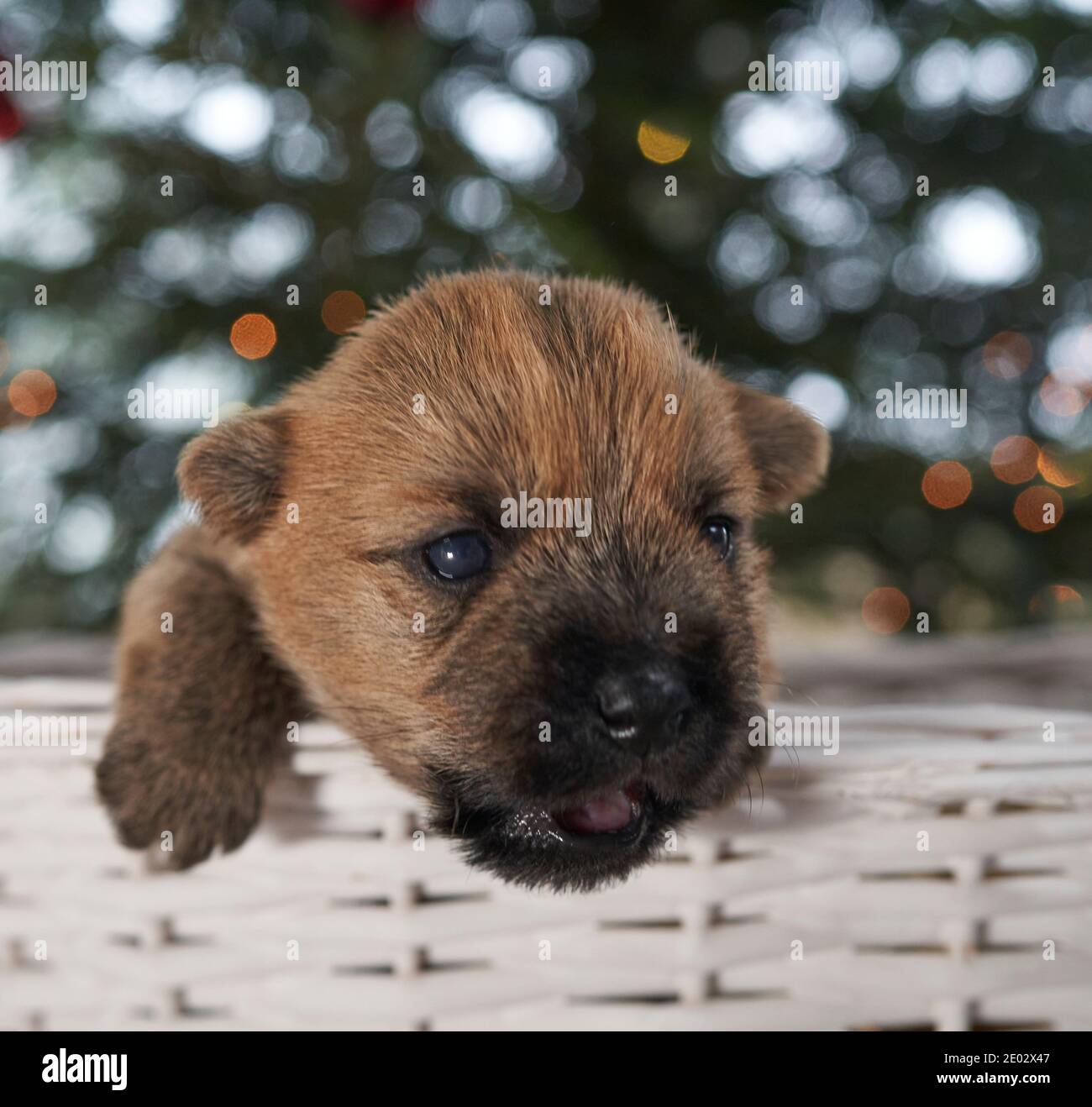 Mignon Cairn Terrier chiot dans un panier blanc sous un arbre de Noël dans le salon familial. Banque D'Images