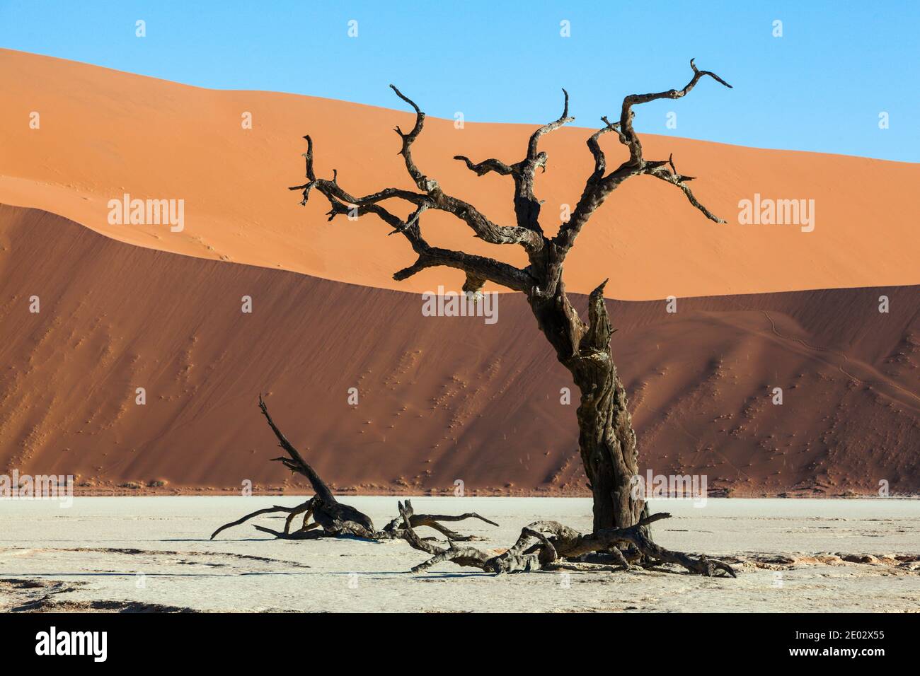 Arbres d'Acacia morts à Deadvlei Pan, Namib Naukluft Park, Namibie Banque D'Images