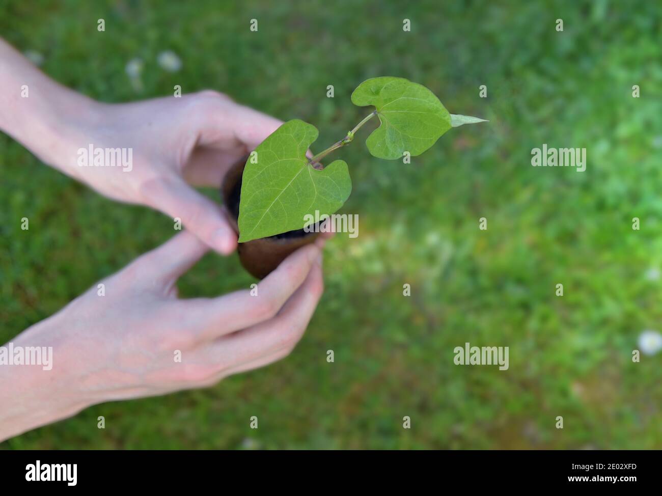 fermer les mains o f un homme tenant le semis de haricot poussant dans un pot sur fond vert Banque D'Images