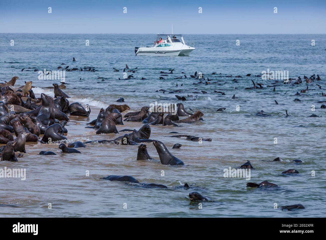 Les Otaries à fourrure du Cap, Arctocephalus pusillus, Walvis Bay, en Namibie Banque D'Images