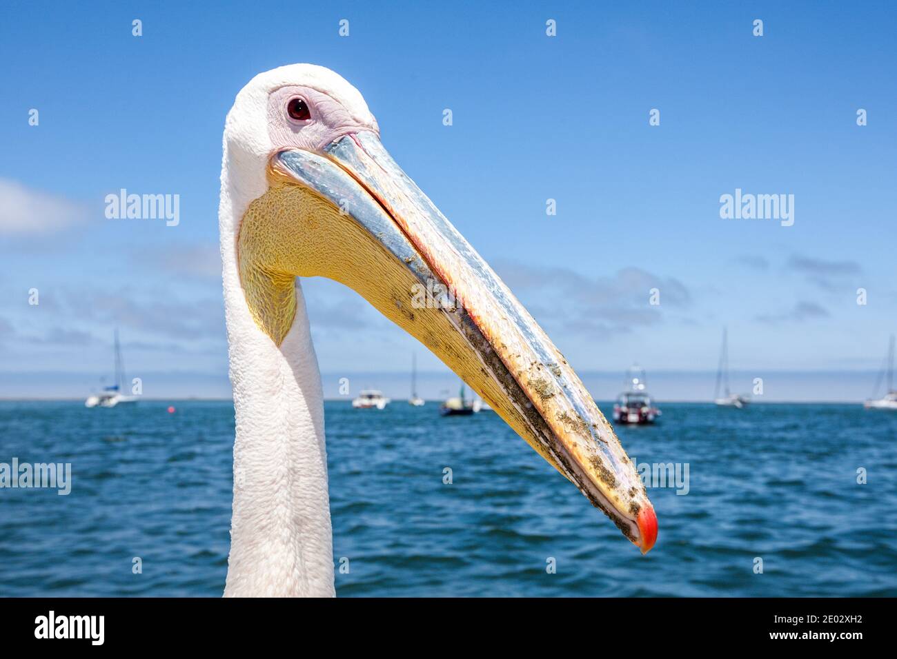 Grande, Pelecanus onocrotalus, Walvis Bay, en Namibie Banque D'Images