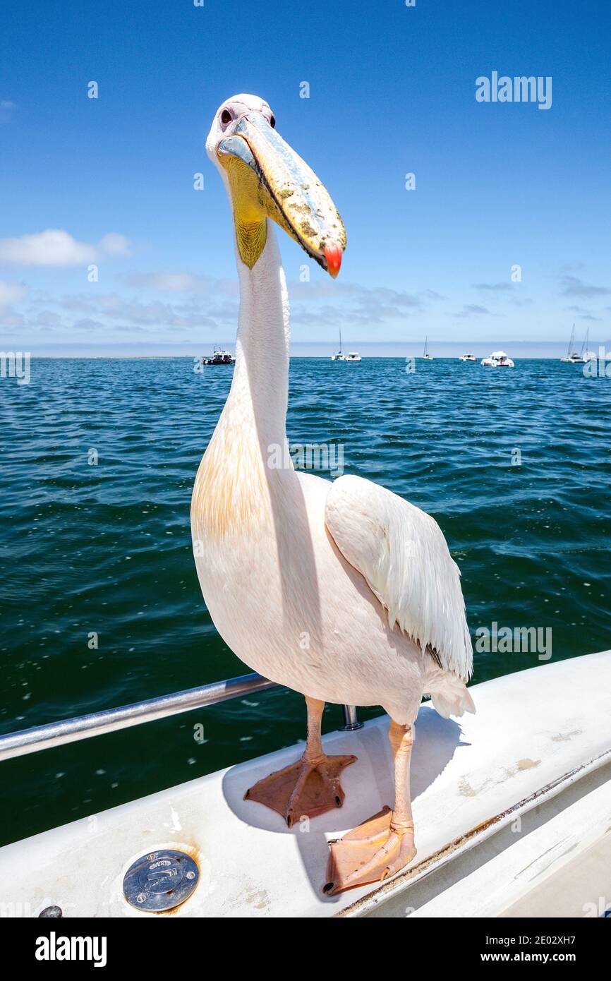 Grande, Pelecanus onocrotalus, Walvis Bay, en Namibie Banque D'Images