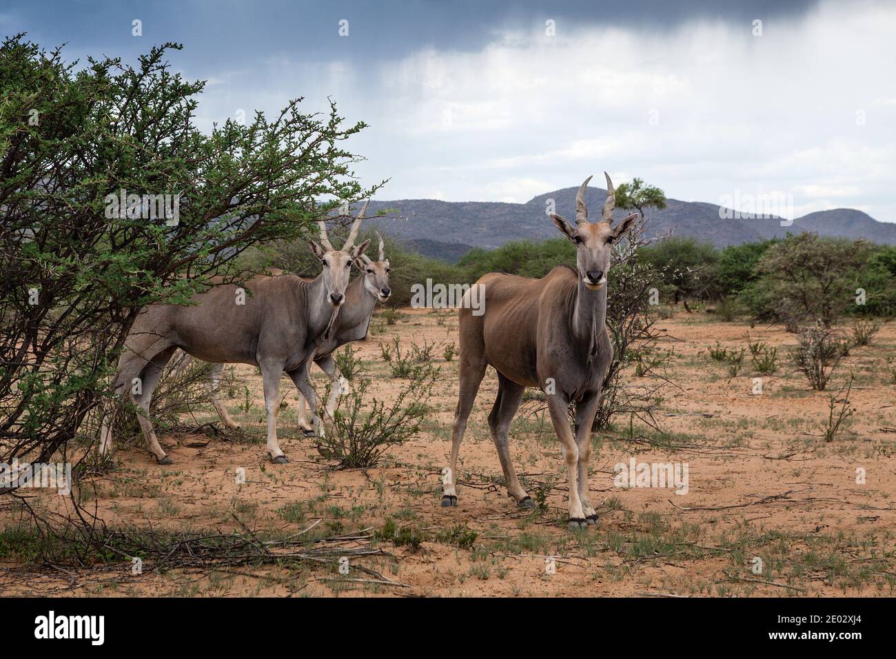 Antelope de la patrie, Taurotragus oryx, Namibie Banque D'Images