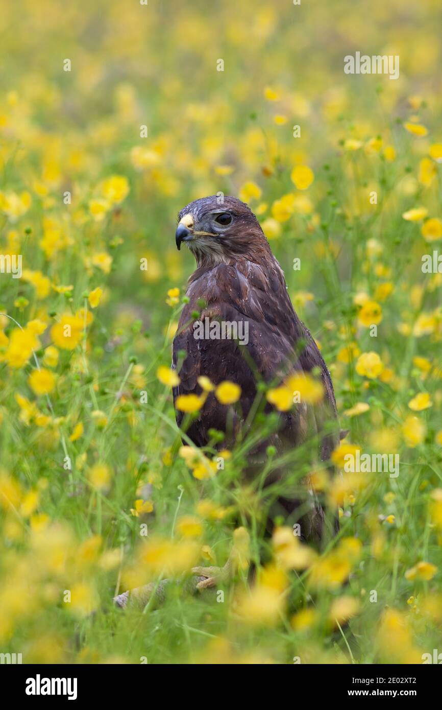 Buteo buteo (Buteo buteo), contrôlé, Cumbria, Royaume-Uni Banque D'Images