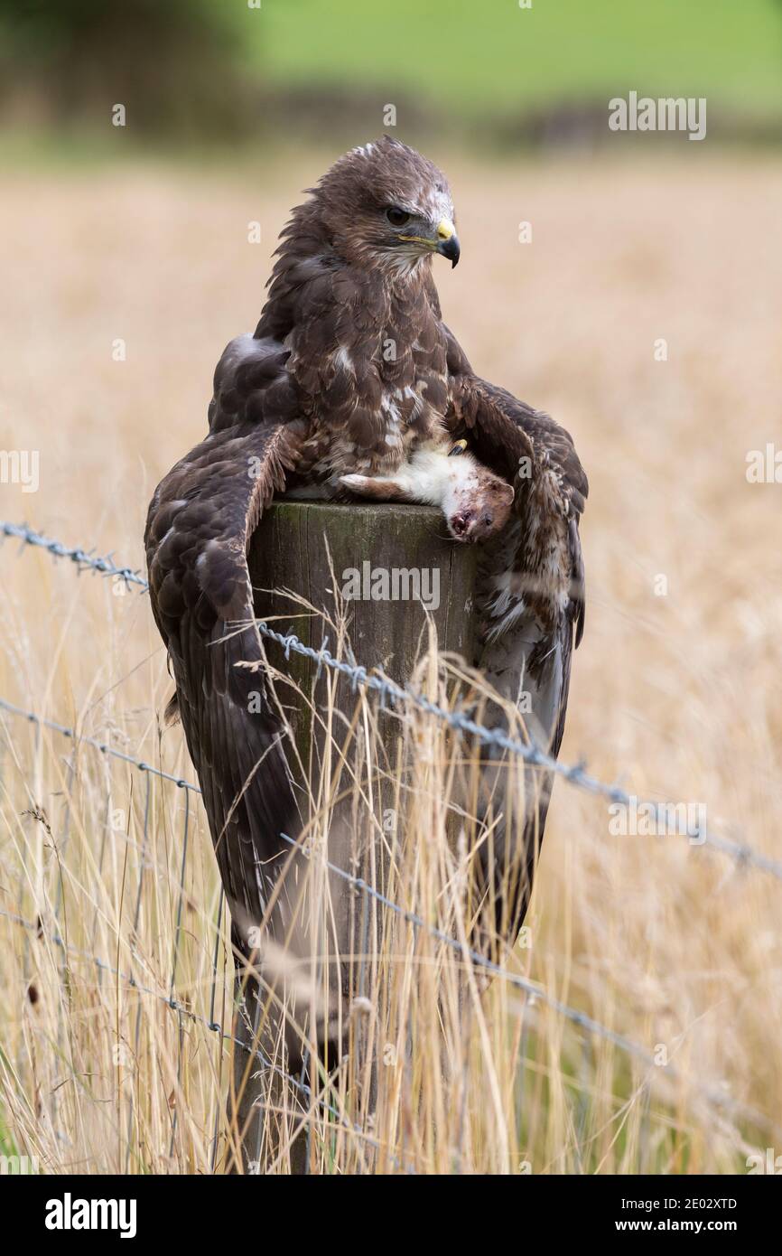 Buteo buteo (Buteo buteo) se nourrissant de stoat, contrôlé, Cumbria, Royaume-Uni Banque D'Images