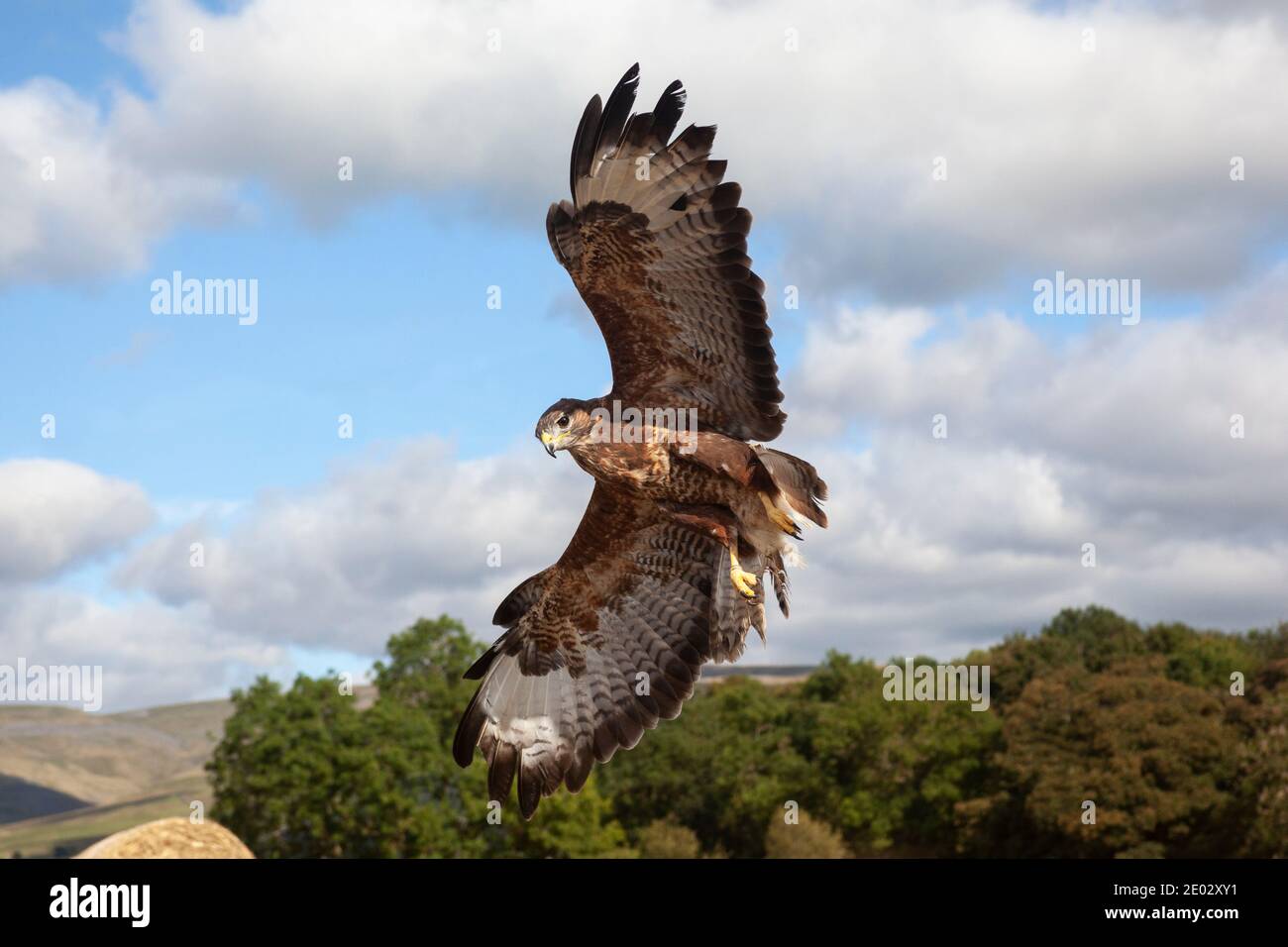 Buteo buteo (Buteo buteo) en vol, contrôlé, Cumbria, Royaume-Uni Banque D'Images