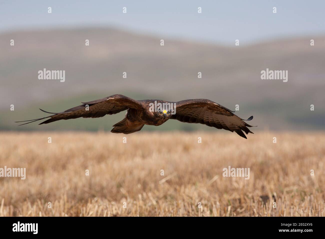 Buteo buteo (Buteo buteo) en vol, contrôlé, Cumbria, Royaume-Uni Banque D'Images