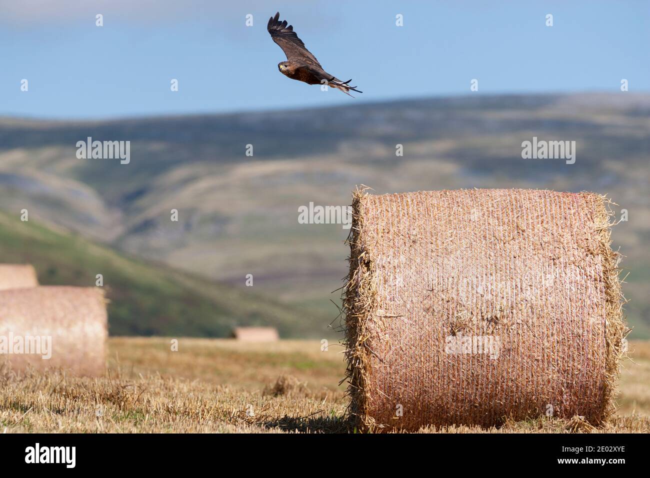 Buteo buteo (Buteo buteo) en vol, contrôlé, Cumbria, Royaume-Uni Banque D'Images
