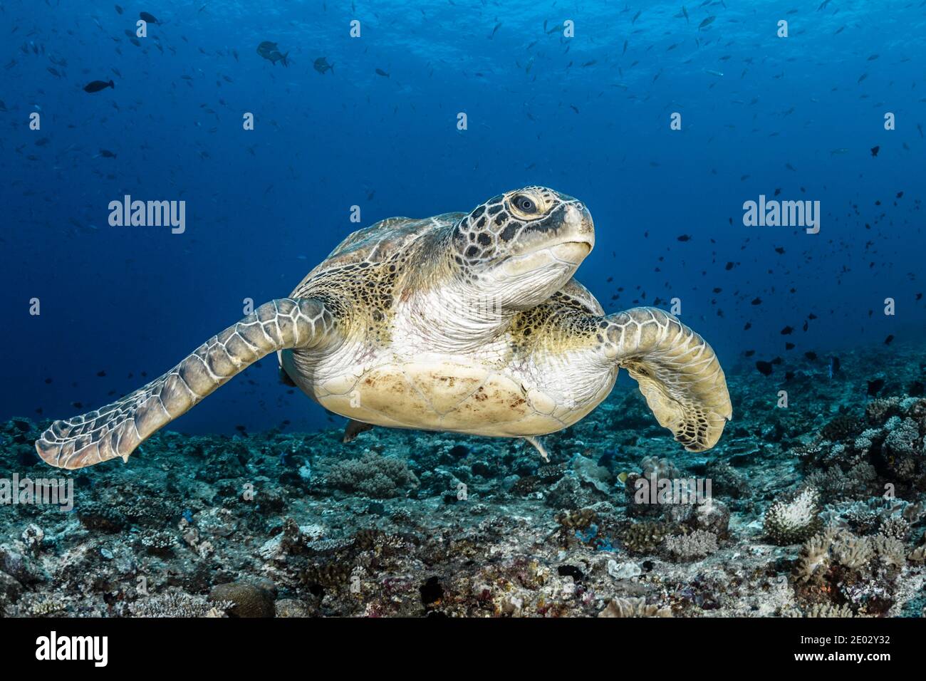 Tortue verte, Chelonia mydas, atoll sud masculin, Océan Indien, Maldives Banque D'Images