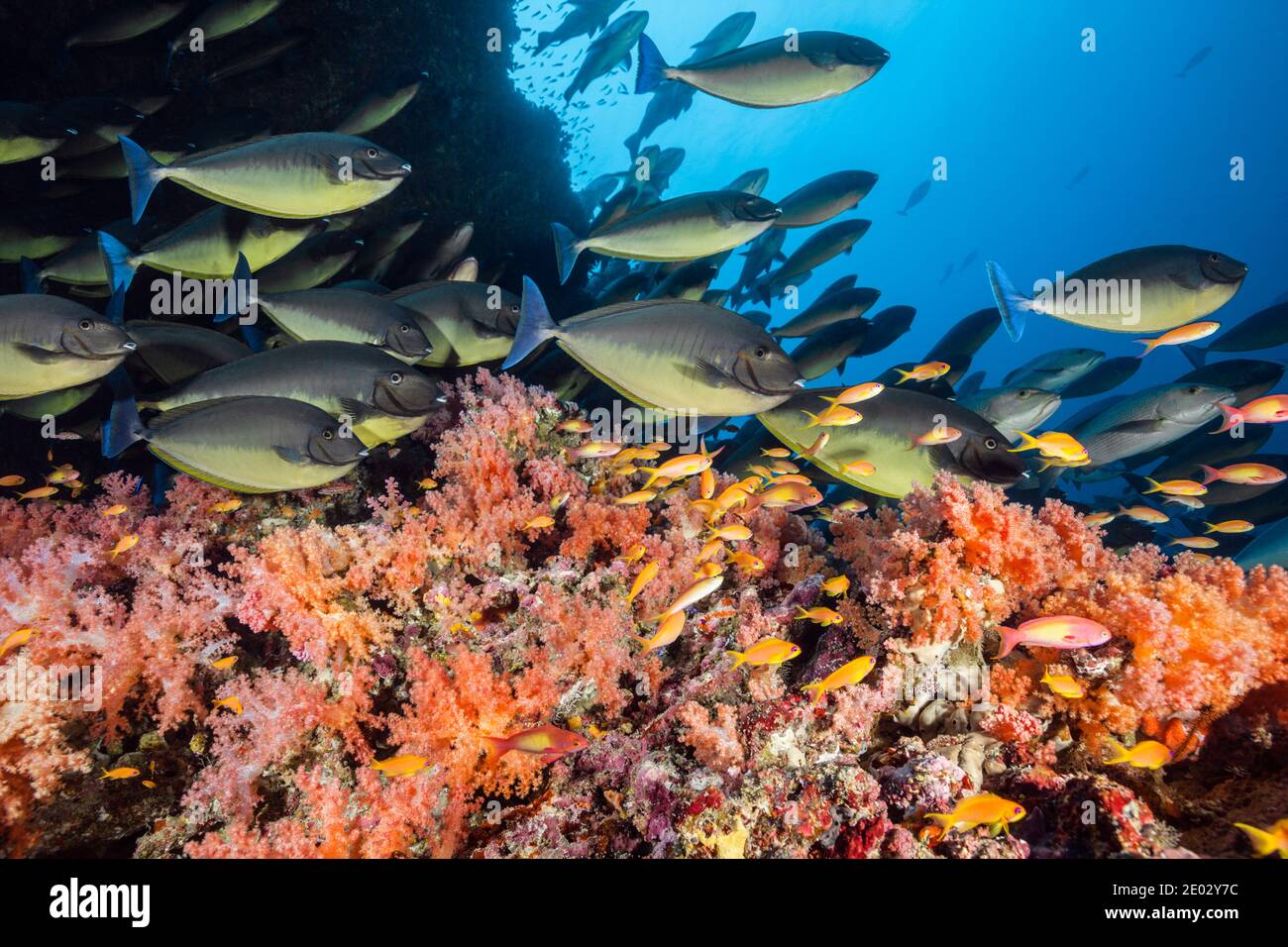 Banc de Sleek Goldfish, Hexacanthus, South Male Atoll, Maldives, océan Indien Banque D'Images