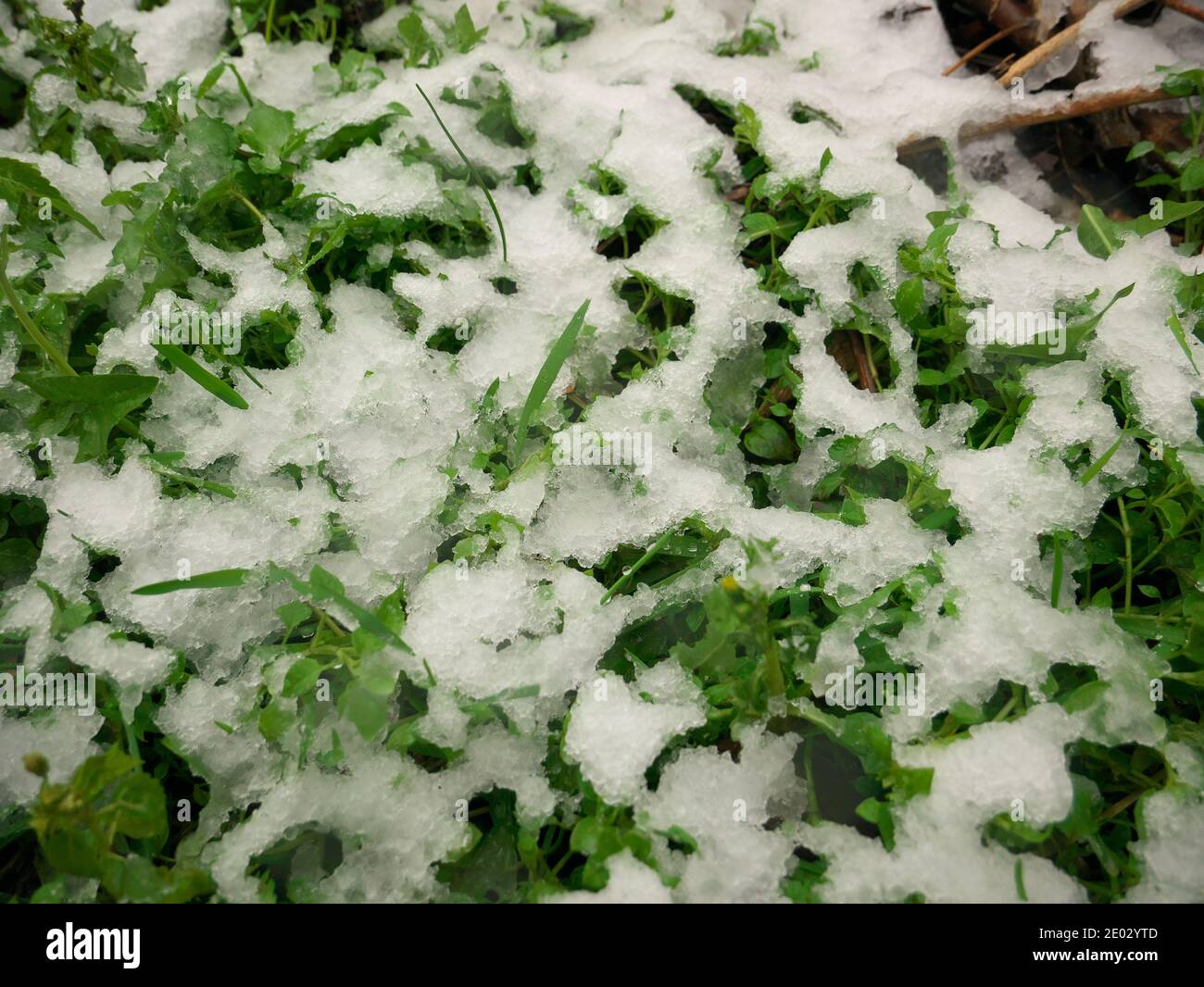Texture de l'herbe verte recouverte de neige Banque D'Images