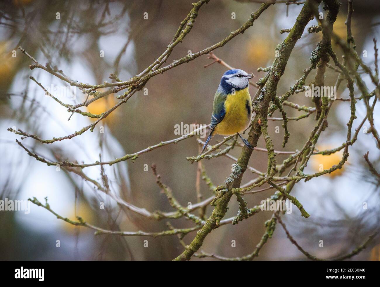 Tit bleu eurasien sur une branche à l'heure d'hiver saison Banque D'Images