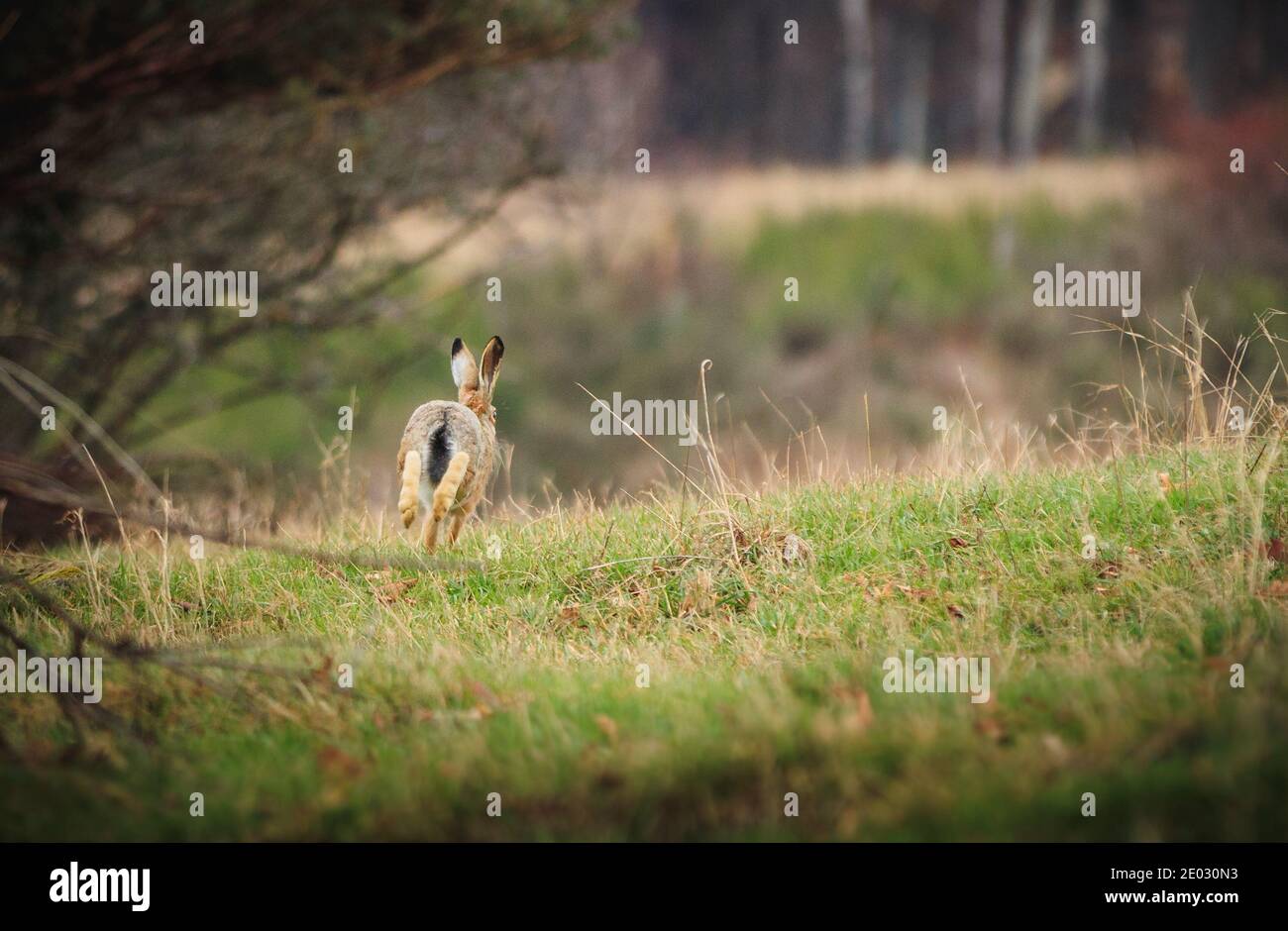 Lièvre européen (Lepus europaeus) dans le sprint sur l'herbe Banque D'Images