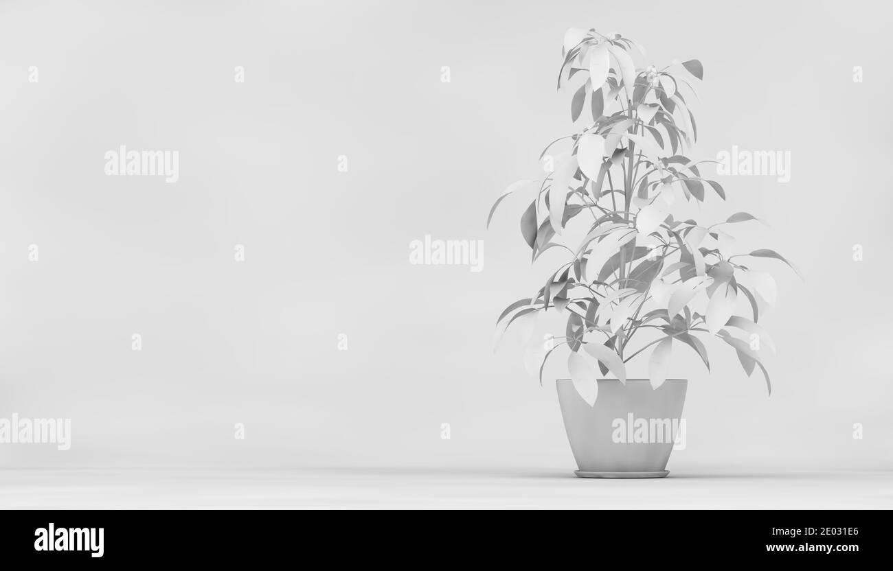 Livre blanc Plant 3d rendering background Banque D'Images