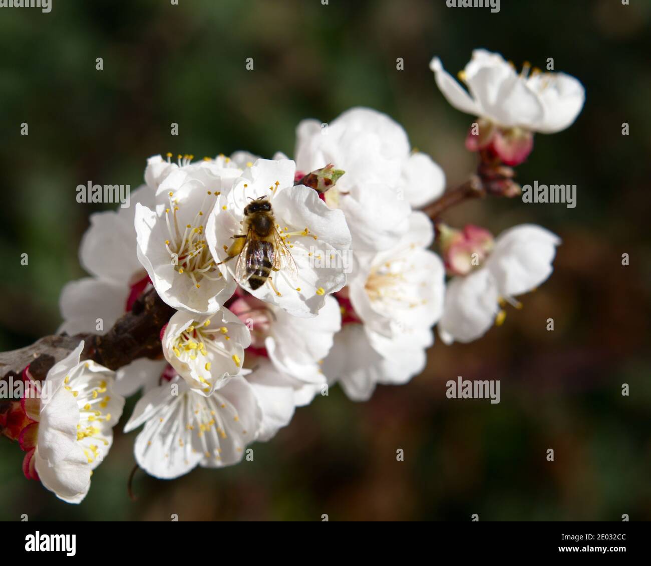 Abricot fleuri avec abeille sur fleur Banque D'Images