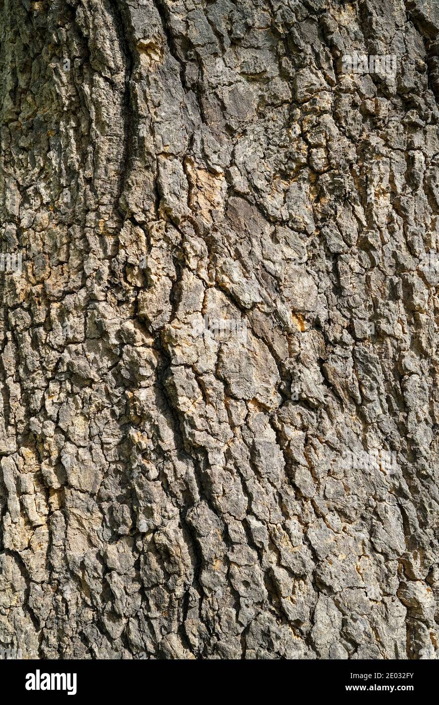 Close up de l'écorce des arbres Banque D'Images