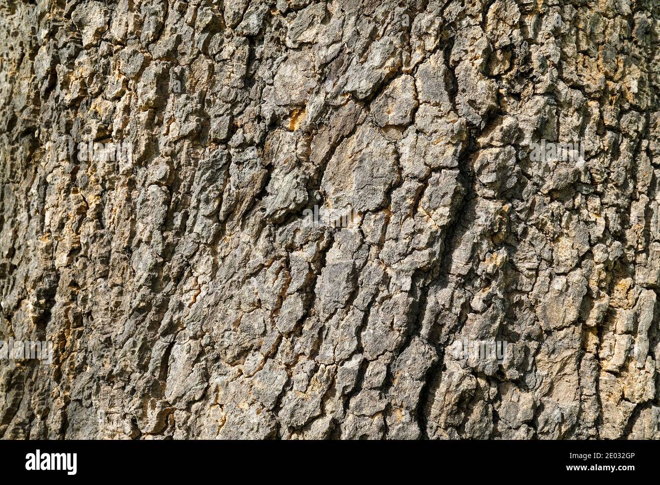 Close up de l'écorce des arbres Banque D'Images