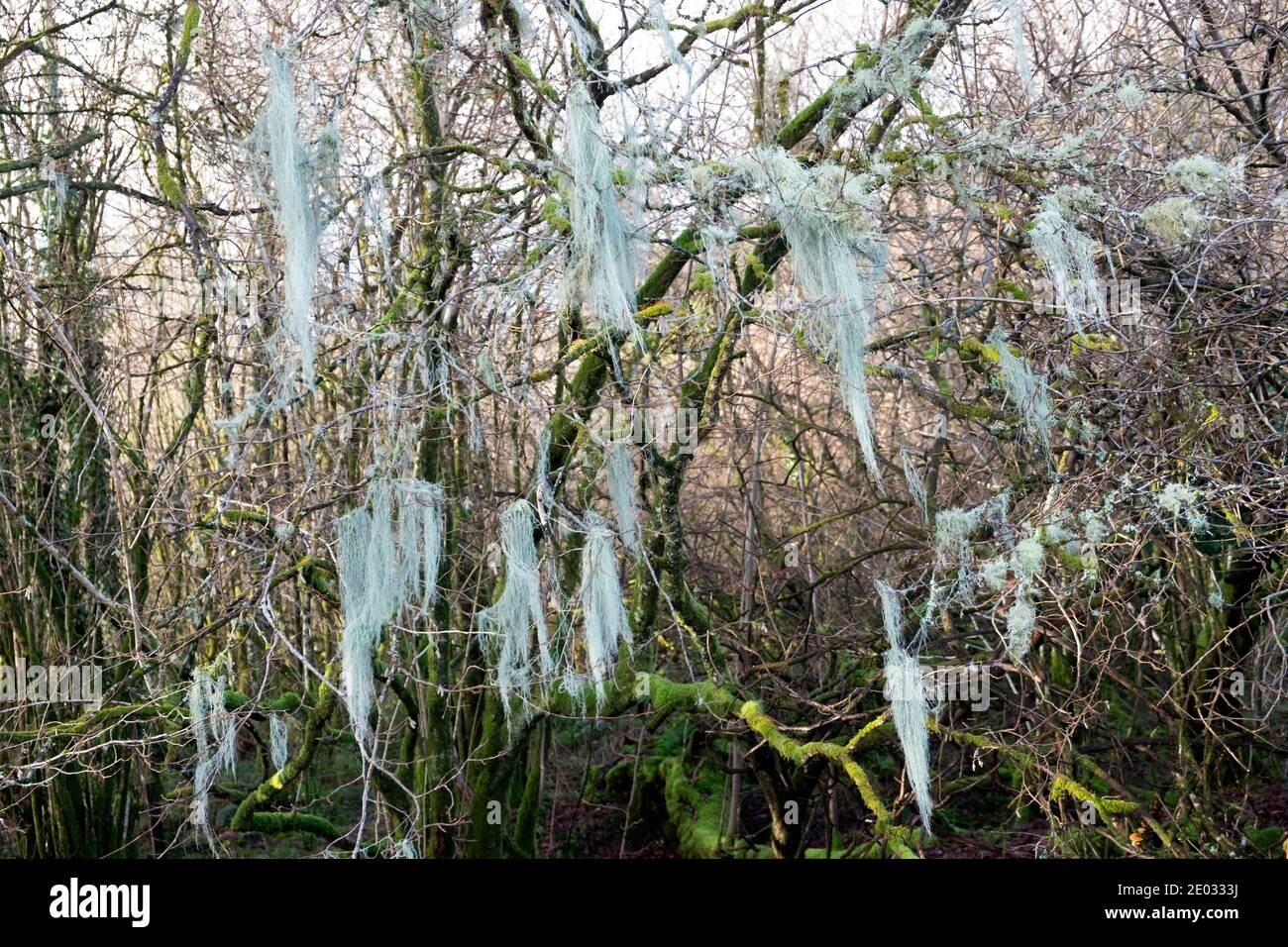 Usnea filipendula ou dasopoga (dasypoga) lichen poussant sur un arbre dans la zone boggy des bois en hiver Carmarthenshire pays de Galles Royaume-Uni 2020 KATHY DEWITT Banque D'Images