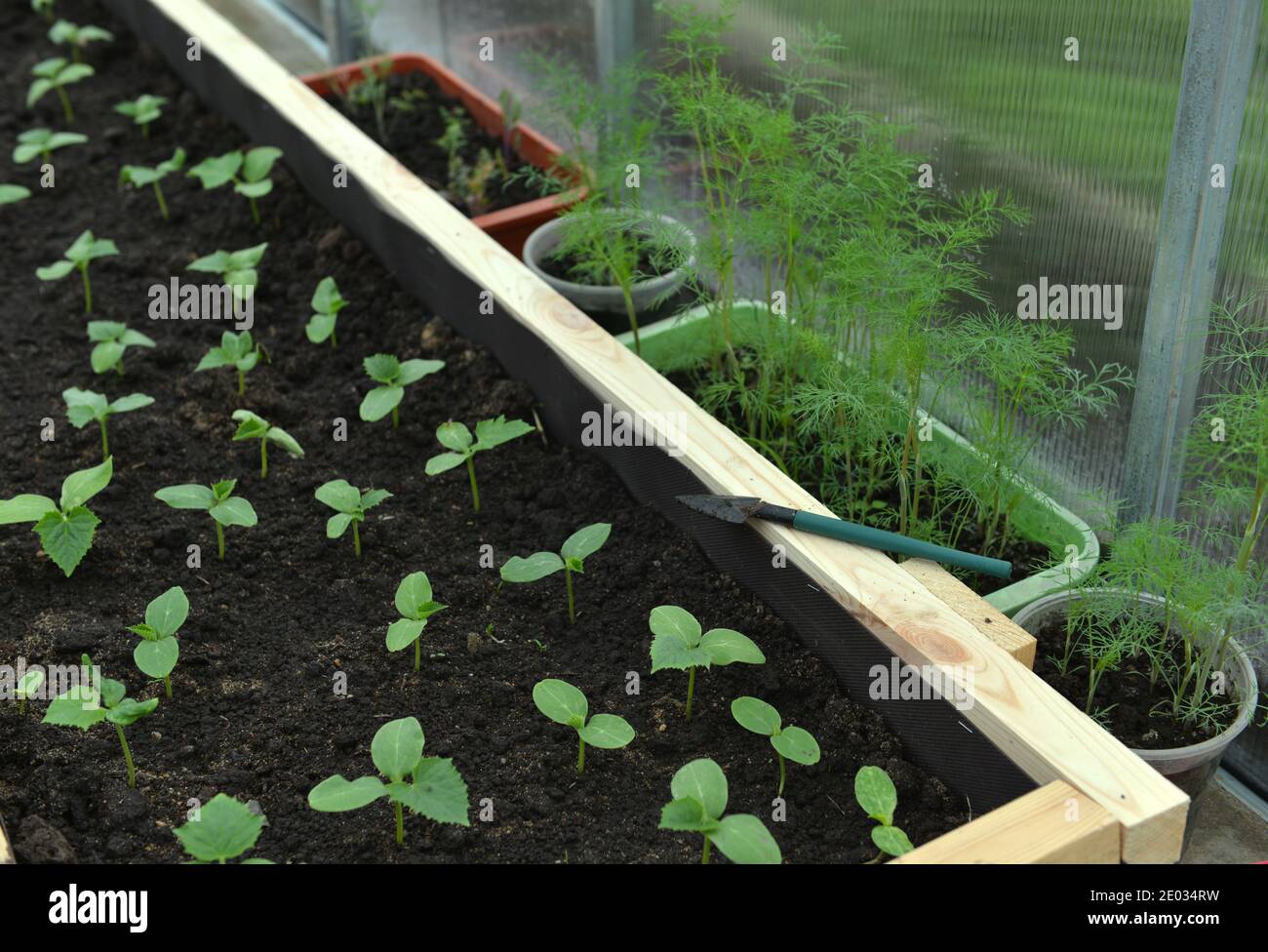 Jeunes plants de concombre avec pousses d'aneth dans une boîte en bois en serre. Arrière-plan botanique vintage avec plantes, maison passe-temps encore la vie avec gardenin Banque D'Images