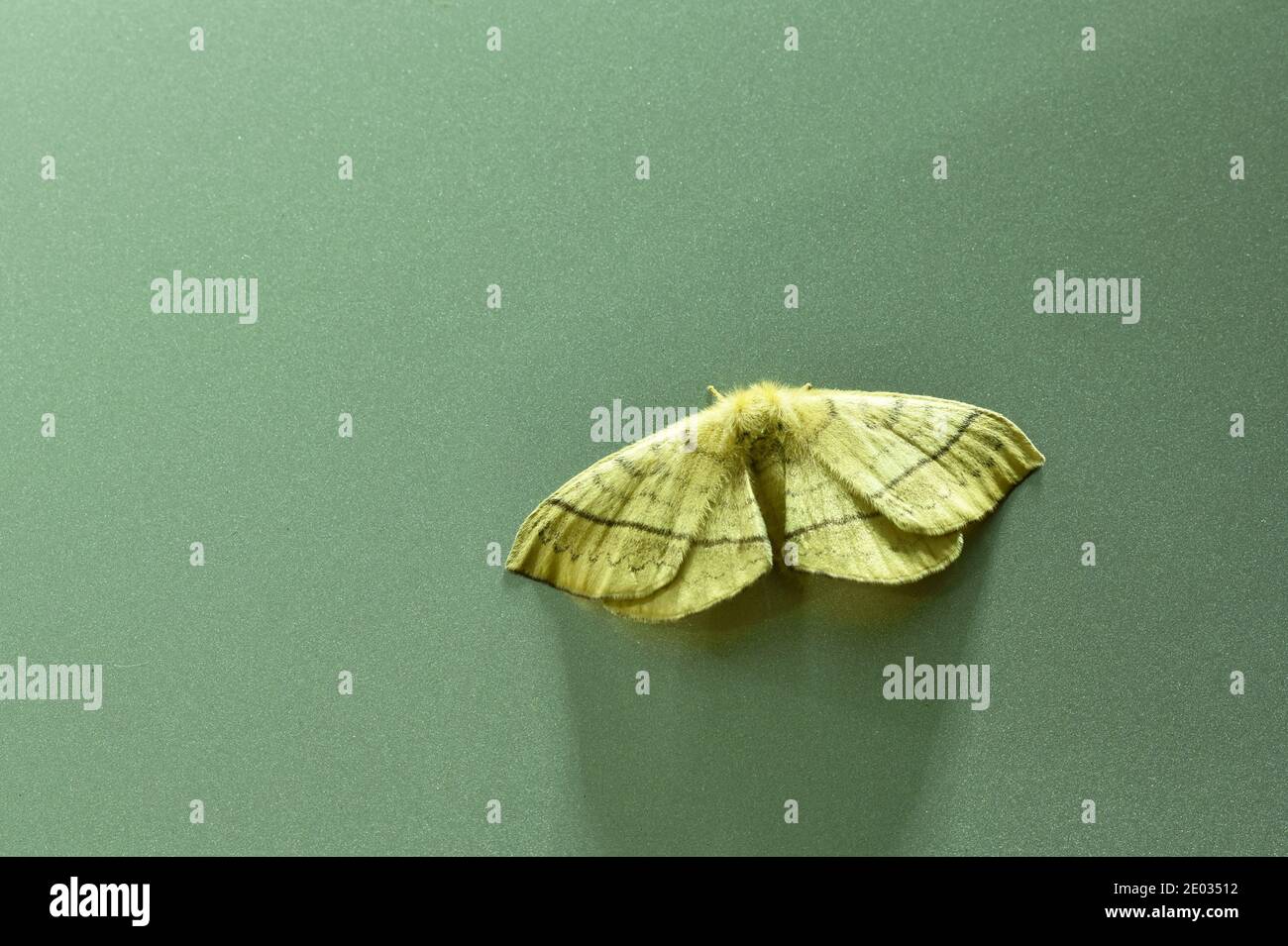 Papillon De Nuit Banque D Image Et Photos Alamy Papillon De Nuit Banque D Image Et Photos Alamy