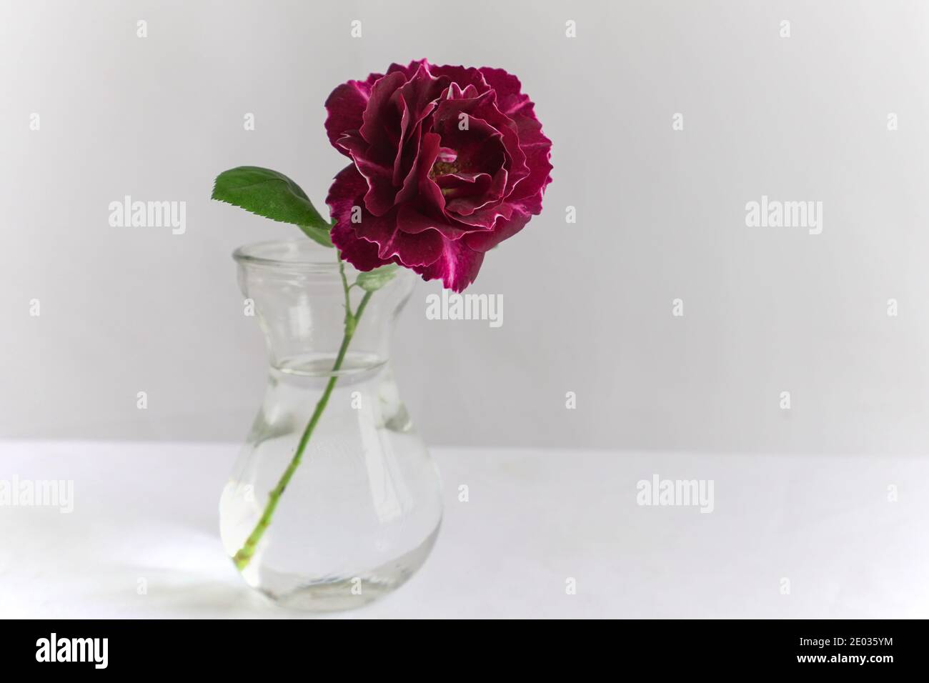 Une grande rose rouge dans un vase en verre, un espace de copie, un fond blanc Banque D'Images