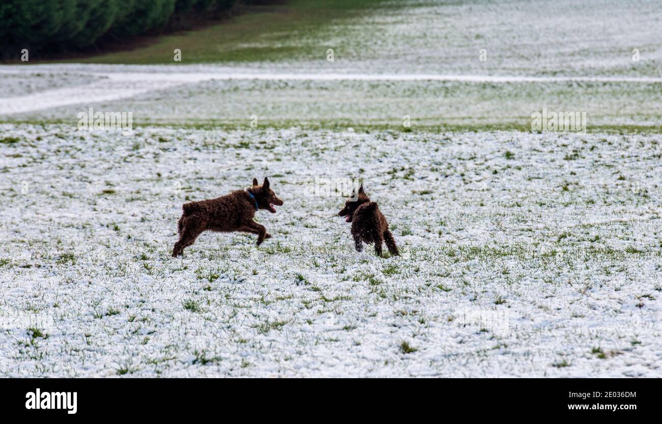Harrogate, Royaume-Uni. 29 décembre 2020. Ce matin, deux chiens s'amusent sur la neige dans la vallée de Crimple, à la périphérie de Harrogate. Credit: ernesto rogata/Alay Live News Banque D'Images