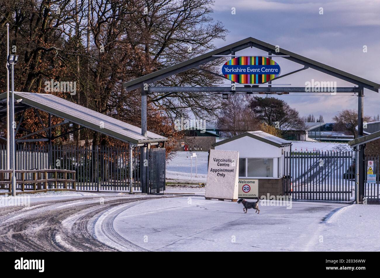 Harrogate, Royaume-Uni. 29 décembre 2020. Un chien passe devant l'entrée du centre de vaccination Covid dans la vallée de Crimple, dans la banlieue de Harrogate, qui a été couvert de neige ce matin. Credit: ernesto rogata/Alay Live News Banque D'Images