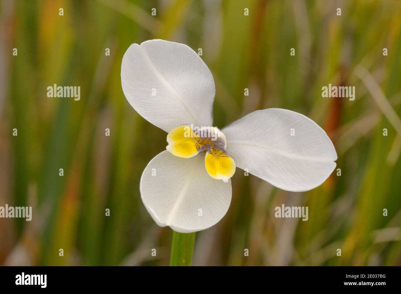 WESTERN Flag-Iris Dilarrena latifolia Iridaceae endémique de Tasmanie, Australie Banque D'Images