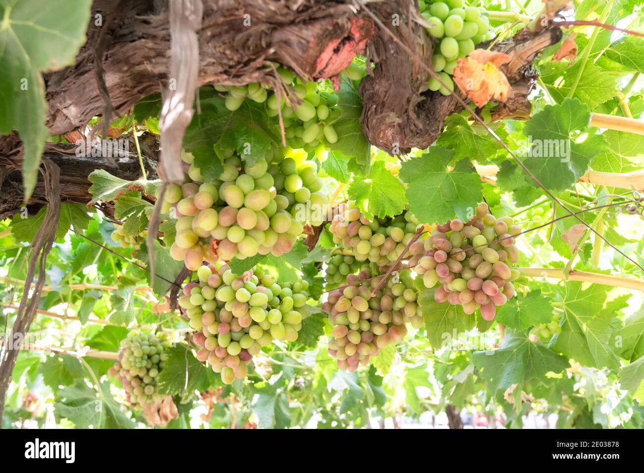 Gros plan de raisins dans un vignoble de la vallée de Colchagua Au Chili Banque D'Images