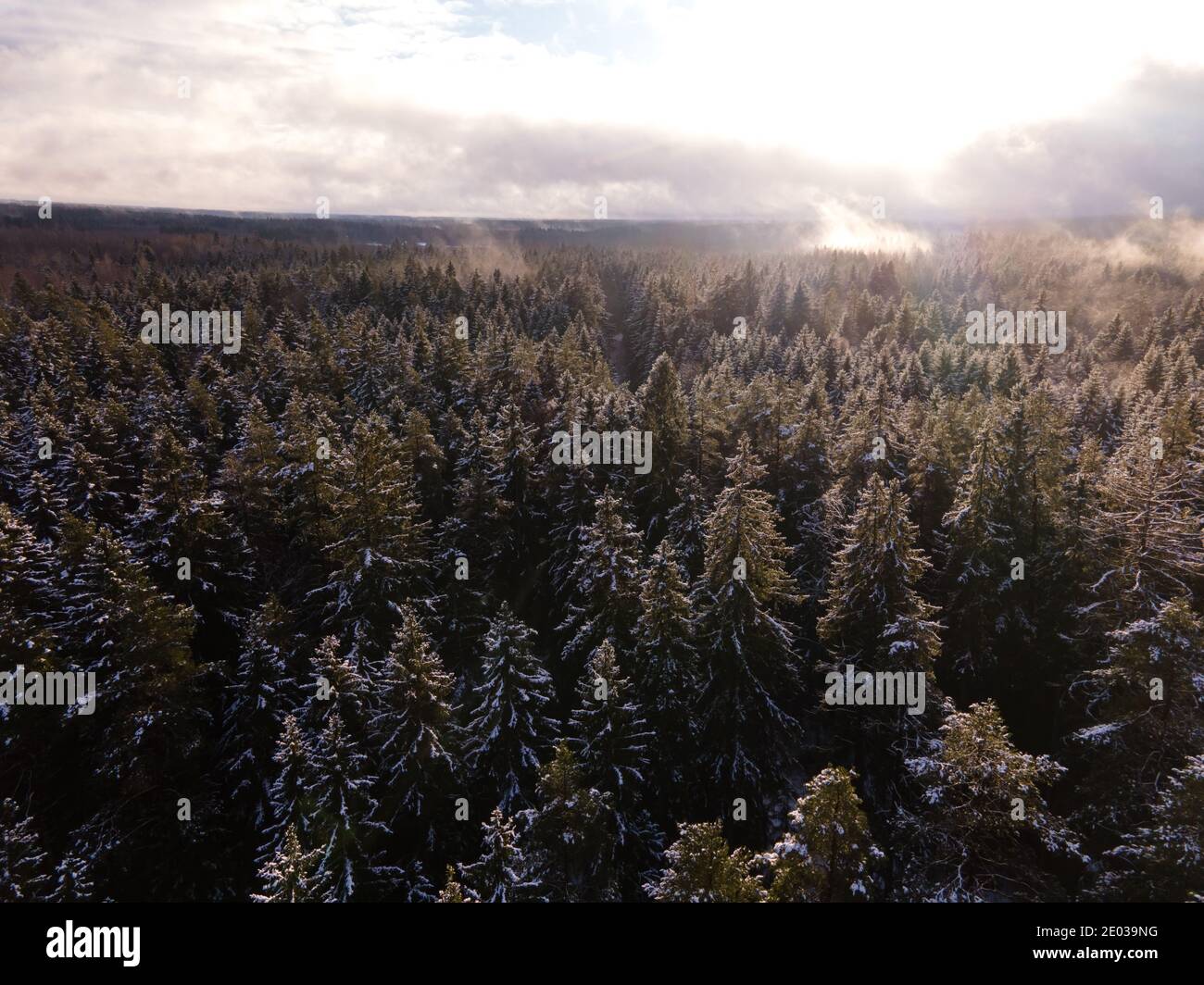 L'hiver merveilleux matin brouillard brume sur la forêt vue aérienne. Paysage d'hiver enneigé. Forêt d'épicéa Green Deal européen. Neige mystique Banque D'Images