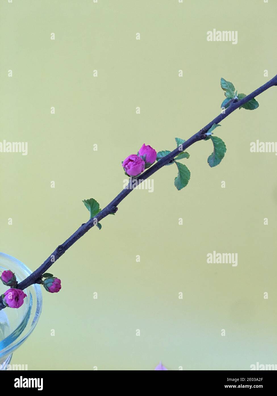 Boutons de fleurs violettes diagonales, branche dans vase sur fond doux, espace de copie Banque D'Images