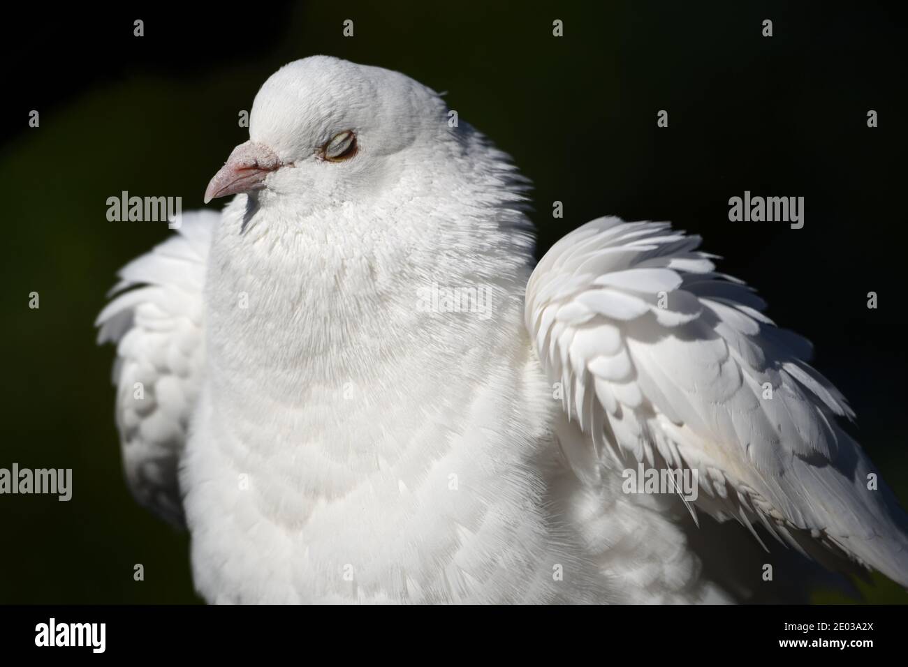 La colombe blanche secoue les plumes après le bain. Banque D'Images