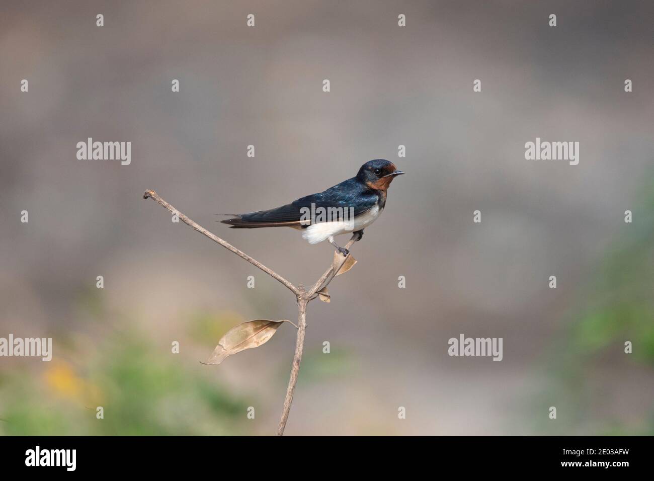 La grange hige oiseau perché sur une branche Banque D'Images