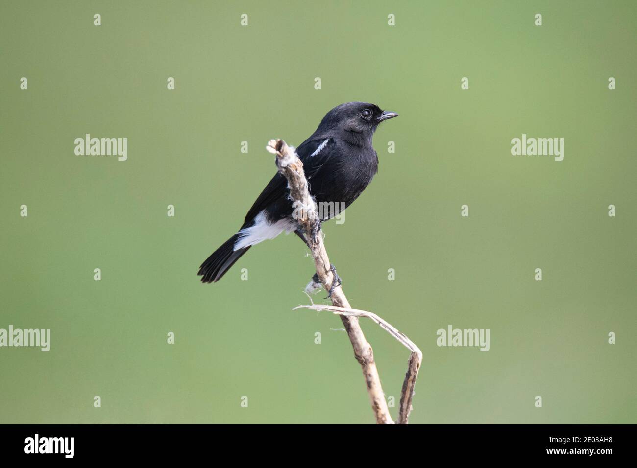 Pied Bush Chat assis sur une branche Banque D'Images