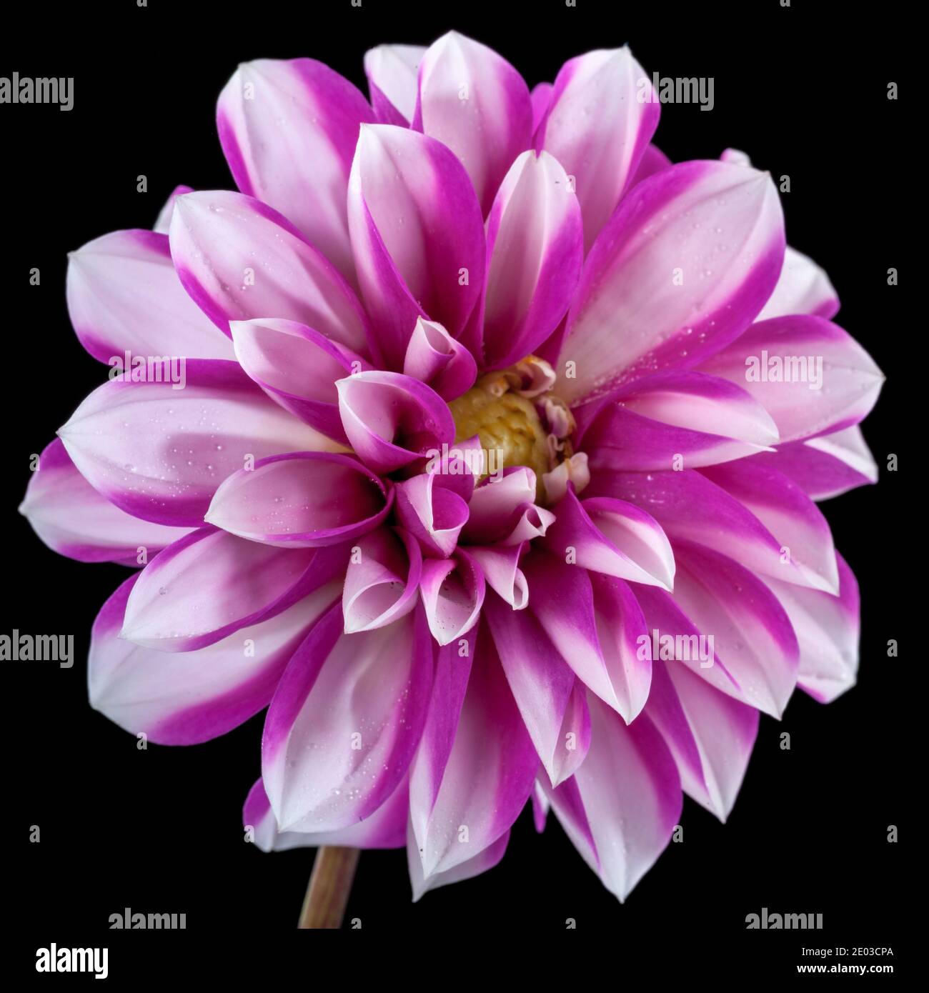 'Cupido' Waterlily dahlia, Näckrosblommiga gruppen (Dahlia x hortensis) Banque D'Images