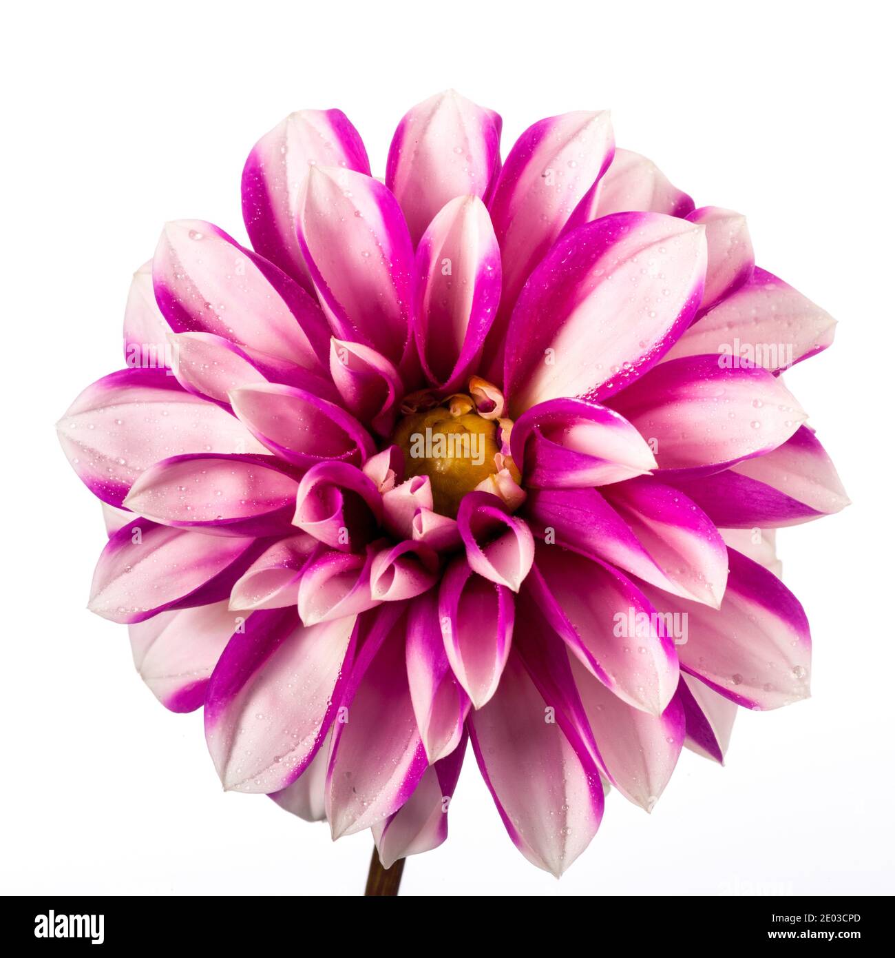 'Cupido' Waterlily dahlia, Näckrosblommiga gruppen (Dahlia x hortensis) Banque D'Images